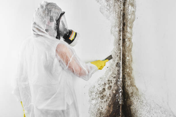Mold Removal and Inspection in Northfield, KY