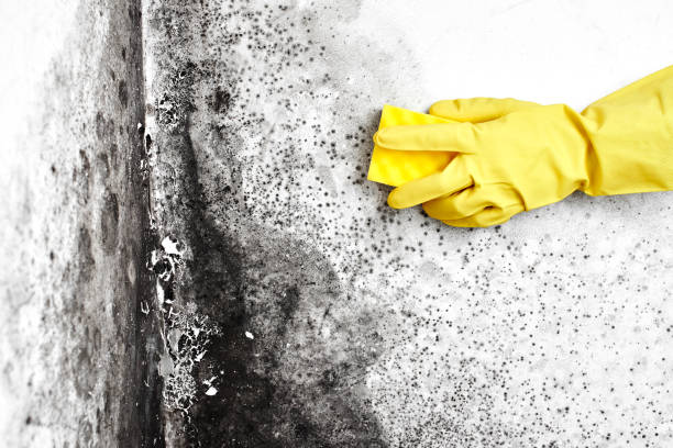 Best Local Mold Removal Service  in Northfield, KY