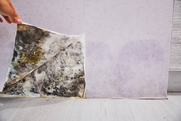Best Toxic Mold Removal  in Northfield, KY